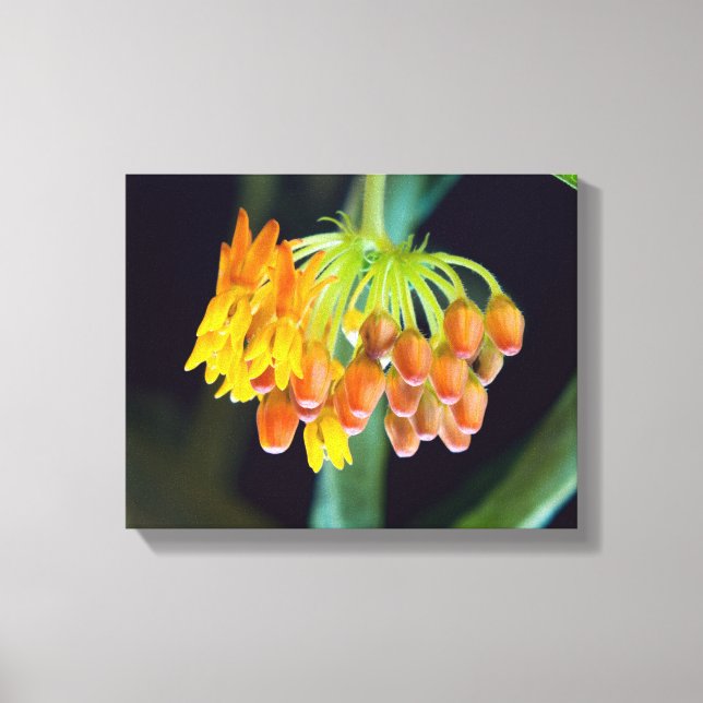 Butterfly Milkweed Blooms and Buds Canvas Print (Front)