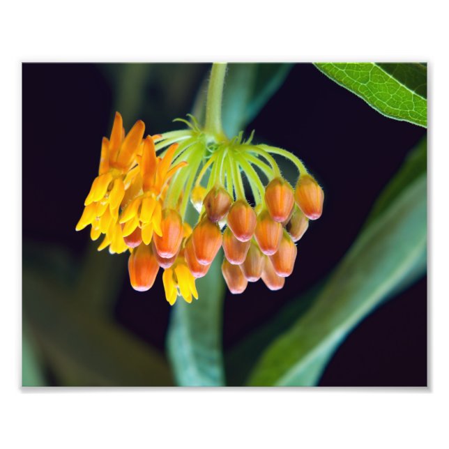 Butterfly Milkweed Buds and Blooms Photo Print (Front)