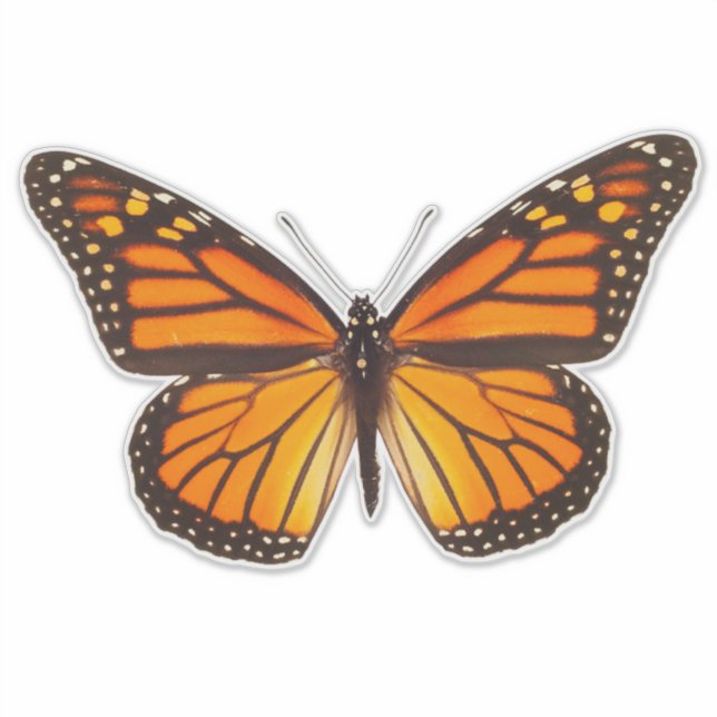 Butterfly Monarch 14" Vinyl Sticker (Front)