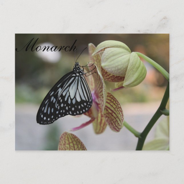 Butterfly Monarch # 4 Postcard (Front)