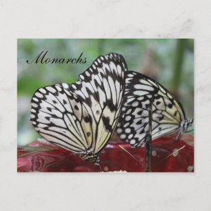 Butterfly Monarch # 5 Postcard