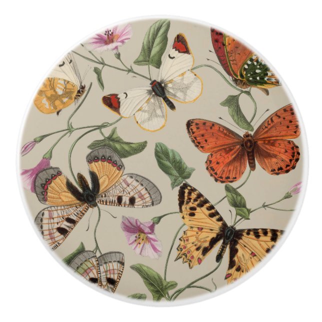 Butterfly Moth Nature Collection Drawing Ceramic Knob (Front)