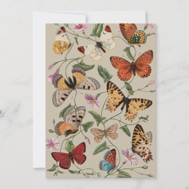 Butterfly Moth Nature Collection Drawing Holiday Card (Front)