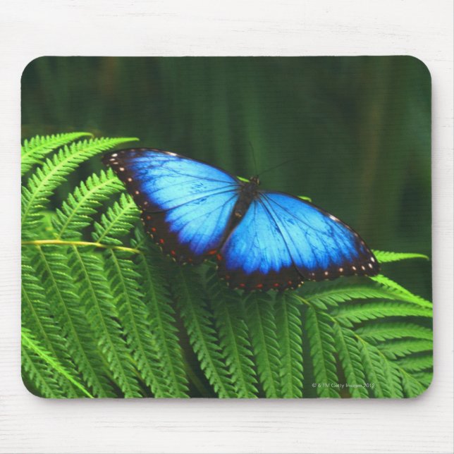 butterfly mouse pad (Front)
