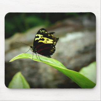 Butterfly Mouse Pad