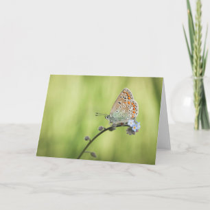 Butterfly Nature Photo Card