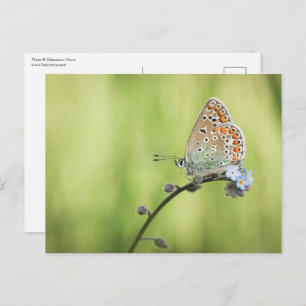 Butterfly Nature Photo Postcard