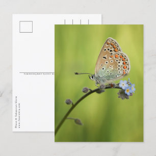 Butterfly Nature Photo Postcard