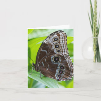 Butterfly Note Card