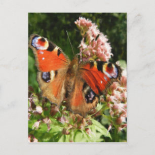 Butterfly Oil Painting Postcard