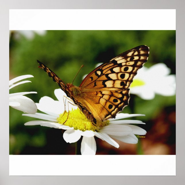 BUTTERFLY ON A DAISY Poster (Front)