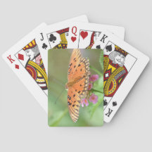 Butterfly on a flower found at a local park