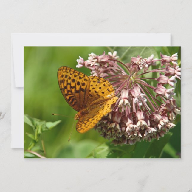 Butterfly On A Milkweed - Flat Greeting Card (Front)