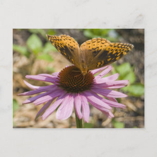 Butterfly on a Purple Coneflower Postcard