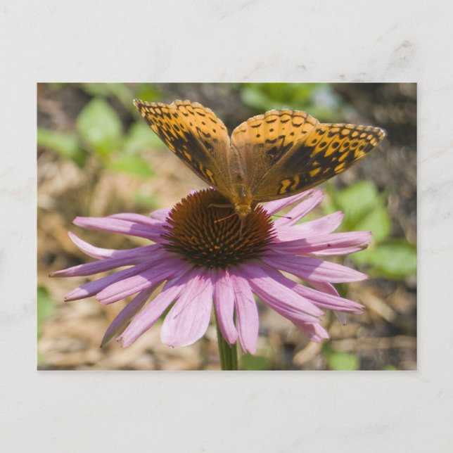 Butterfly on a Purple Coneflower Postcard (Front)