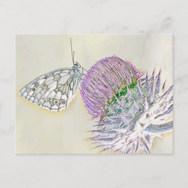 Butterfly on a red flower postcard (Front)