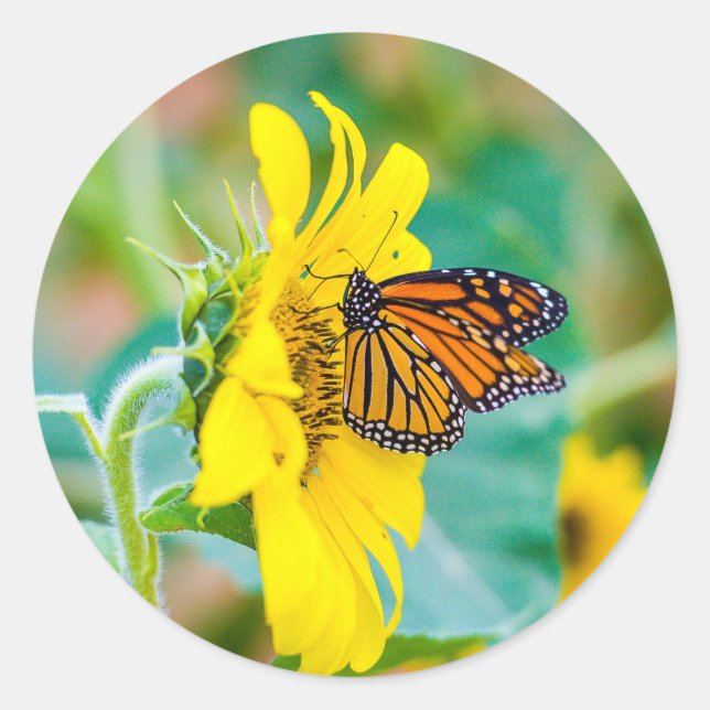 Butterfly on a Sunflower Classic Round Sticker (Front)