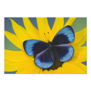 Butterfly on a Yellow Flower Photo Print