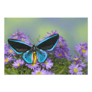 Butterfly on a Yellow Flower Photo Print