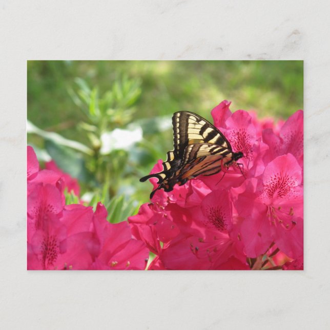 Butterfly on Azalea Nature Floral Postcard (Front)