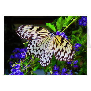 Butterfly on Blue Flowers