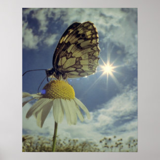 Butterfly on camomile flower with sun, poster