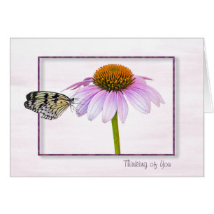 Butterfly on Cone Flower