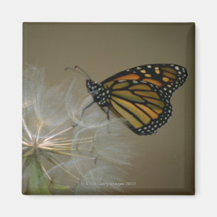 Butterfly on dandelion magnet