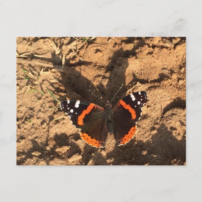 butterfly on dirt postcard (Front)