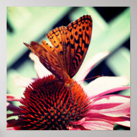Butterfly On Echinacea Coneflower Close Up