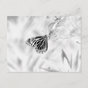 Butterfly on flower - Black and White Postcard