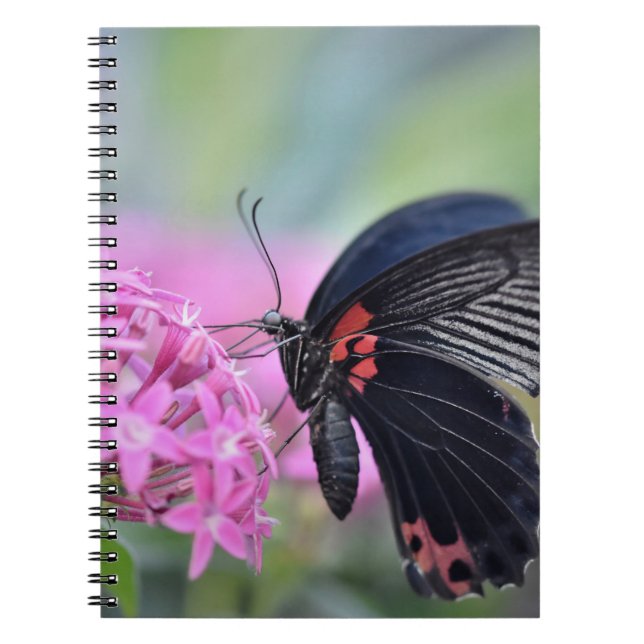 Butterfly on flower notebook (Front)