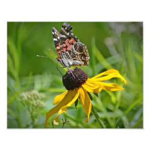 Butterfly On Flower Photo Print