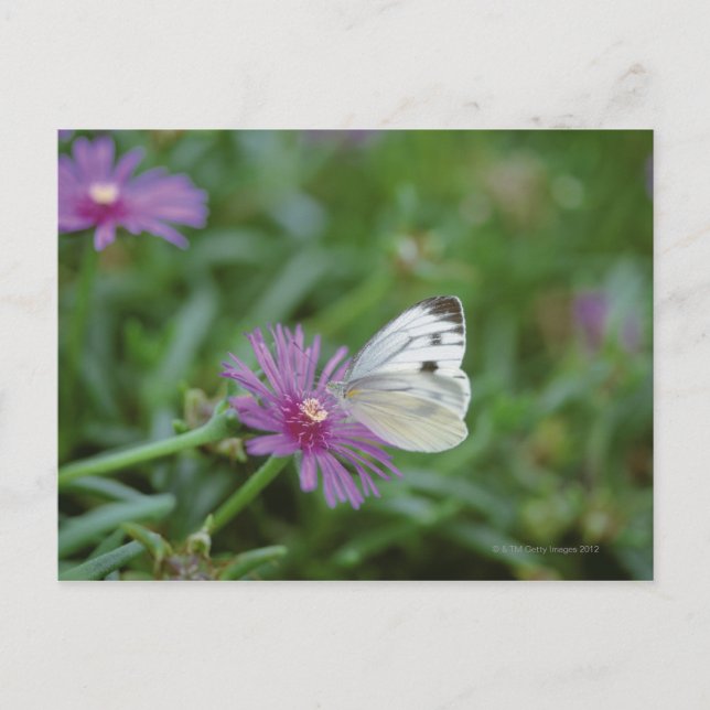 Butterfly on flower postcard (Front)