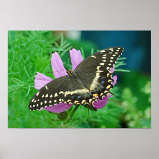 Butterfly on Flower Poster