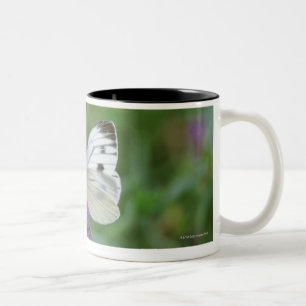 Butterfly on flower Two-Tone coffee mug