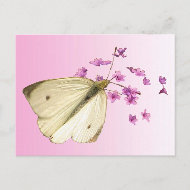 Butterfly on Flowers Postcard (Front)