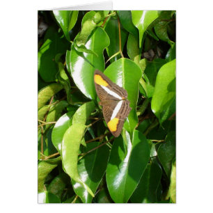 Butterfly on green