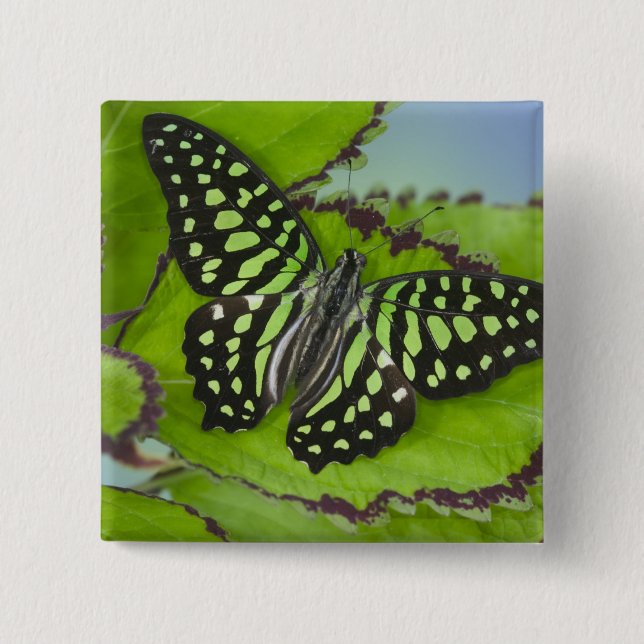 Butterfly on Green 15 Cm Square Badge (Front)