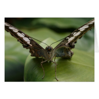 Butterfly on Green - Blank Inside