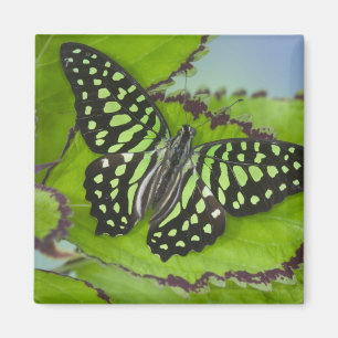 Butterfly on Green Magnet