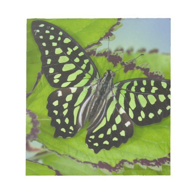 Butterfly on Green Notepad (Front)
