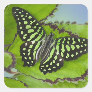 Butterfly on Green Square Sticker