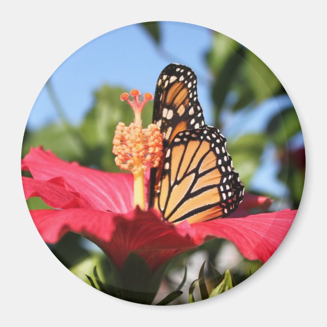 Butterfly on Hibiscus Magnet (Front)