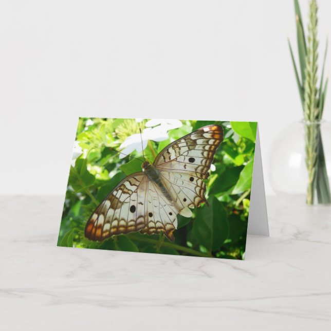Butterfly on Jasmine Tropical Nature Photography Card (Front)