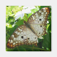 Butterfly on Jasmine Tropical Nature Photography