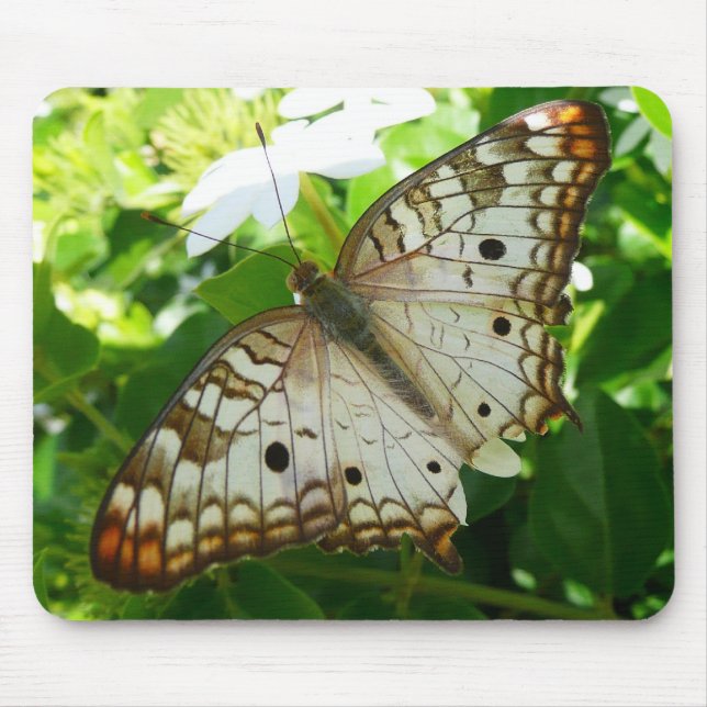 Butterfly on Jasmine Tropical Nature Photography Mouse Pad (Front)