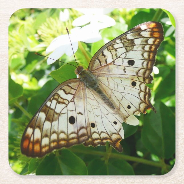 Butterfly on Jasmine Tropical Nature Photography Square Paper Coaster (Front)