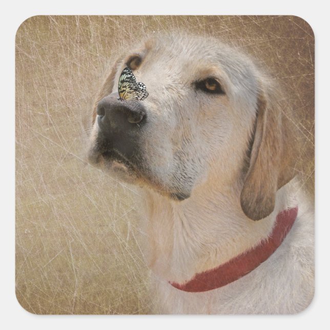 Butterfly on Labrador Retriever's Nose Square Sticker (Front)