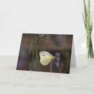Butterfly on Lavender Card